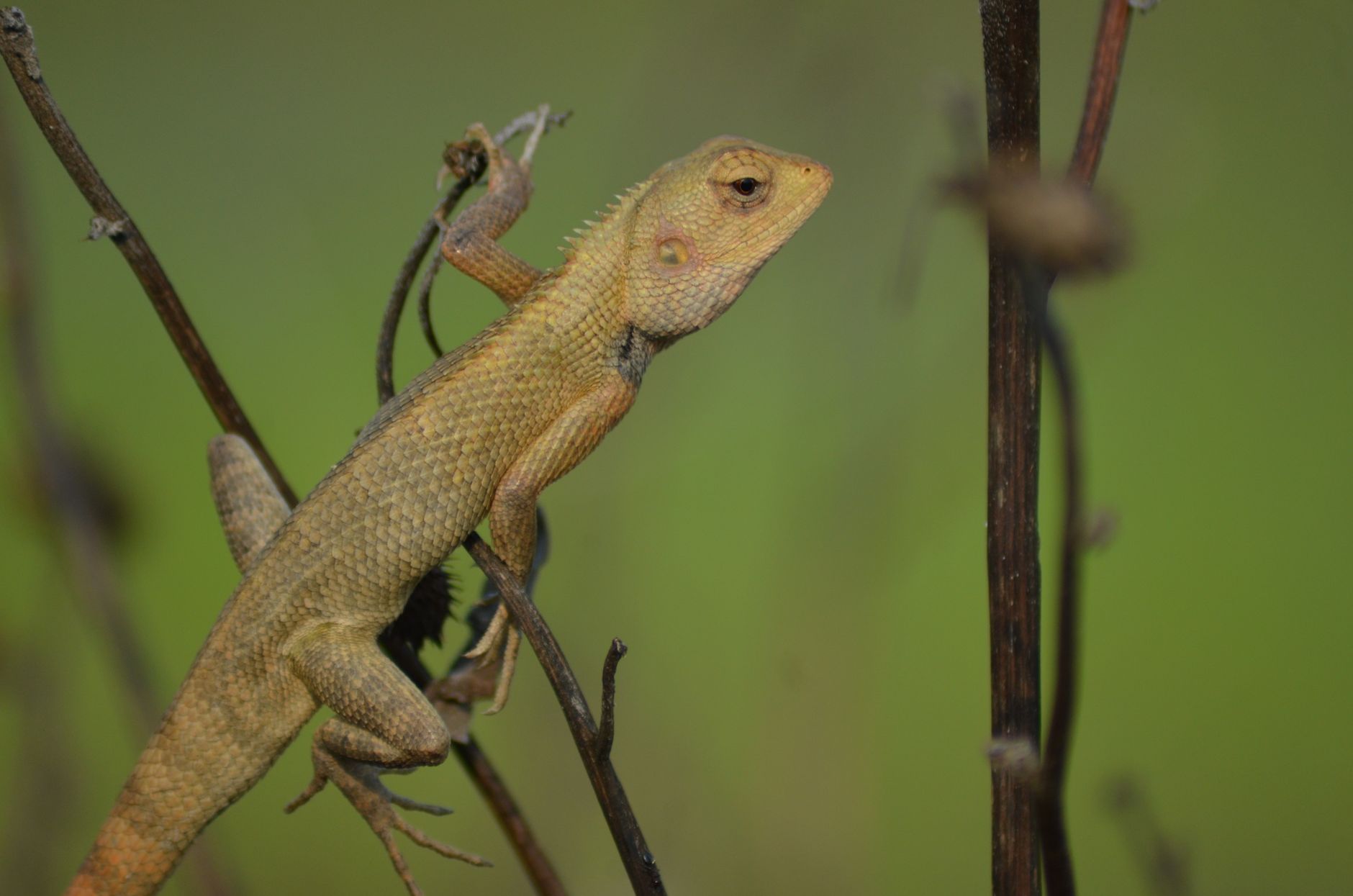 Ambiente naturale legato alla conservazione della fauna selvatica
