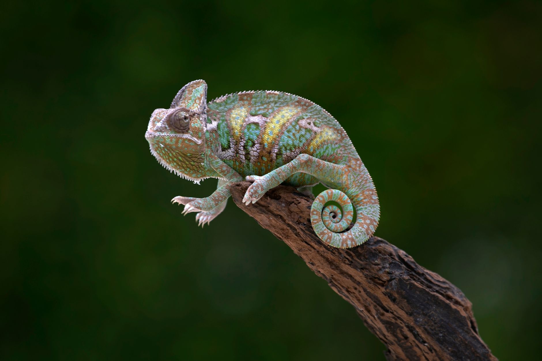 Camaleonte con colori vivaci gialli e verdi