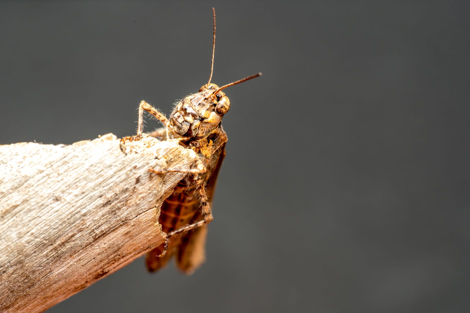 Cicala posata sulla corteccia di un albero in estate