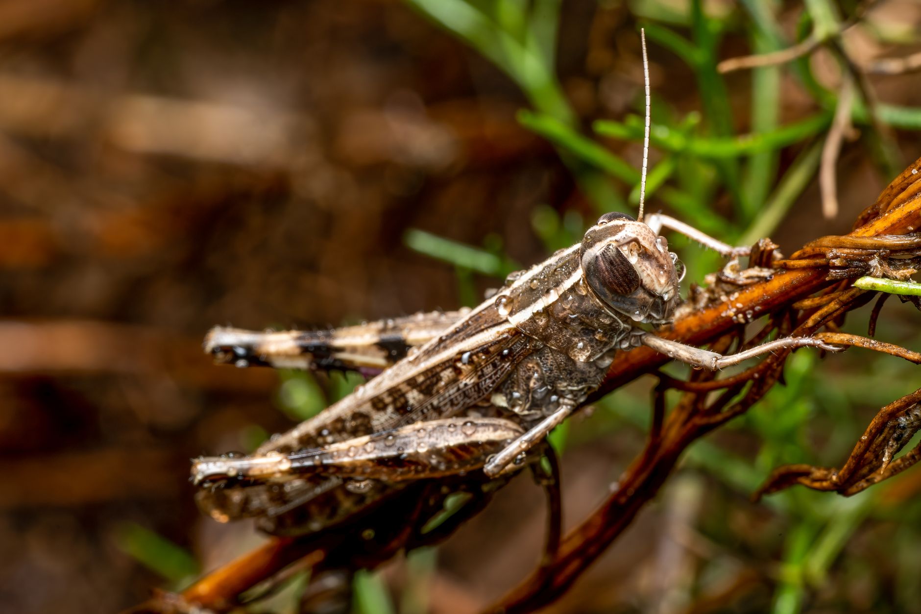 Primo piano di una cicala con le ali trasparenti