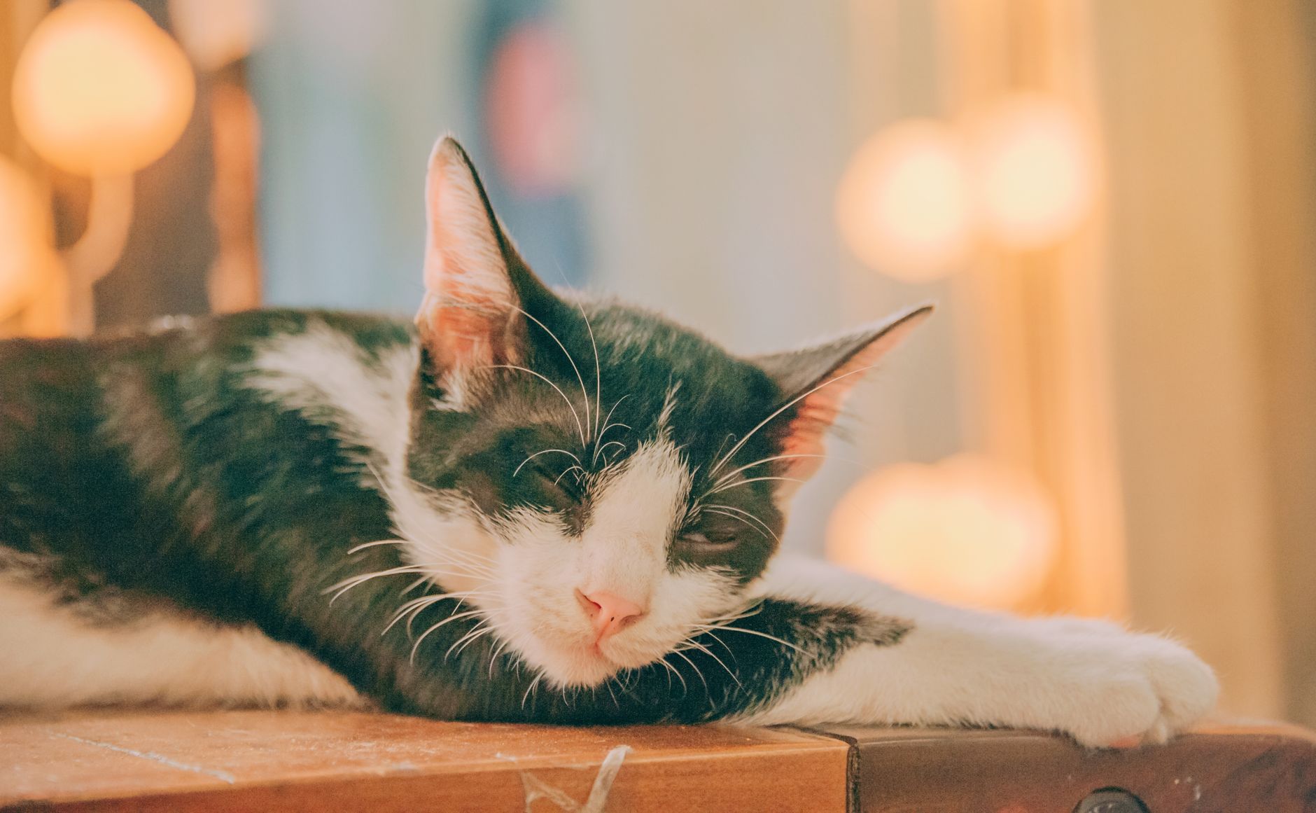 Primo piano del muso di un gatto che riposa