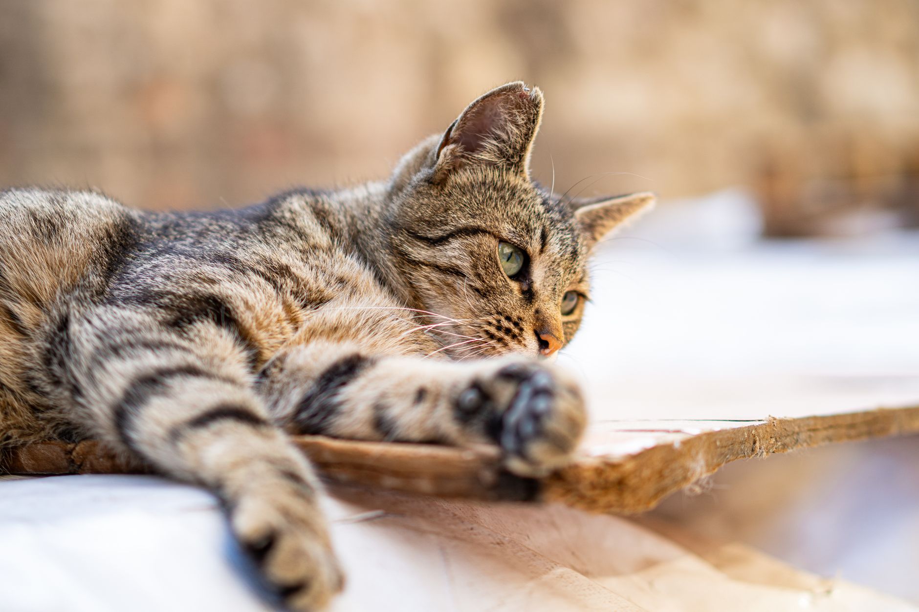 Gatto accarezzato da una mano mentre fa le fusa