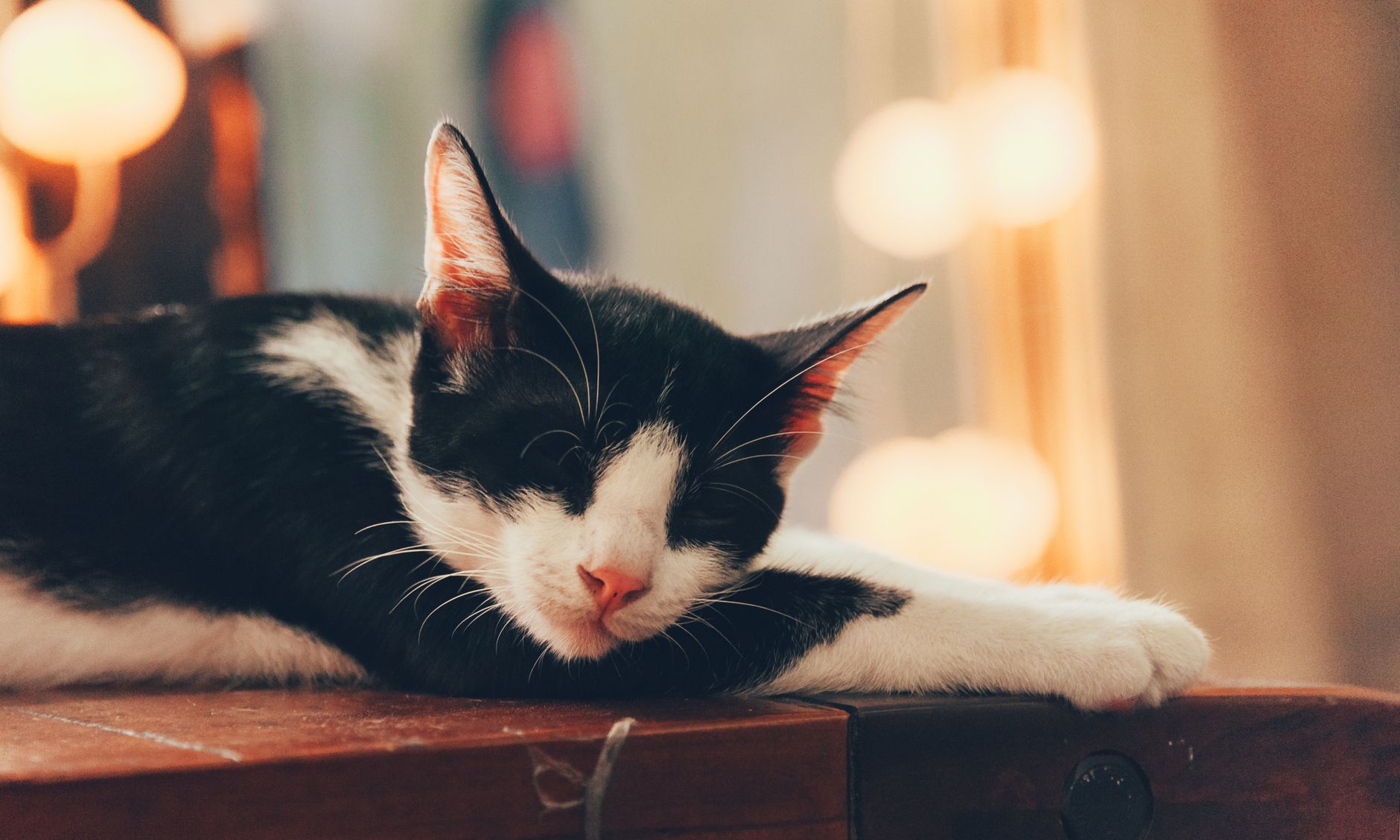Gattino che dorme tranquillo su una coperta