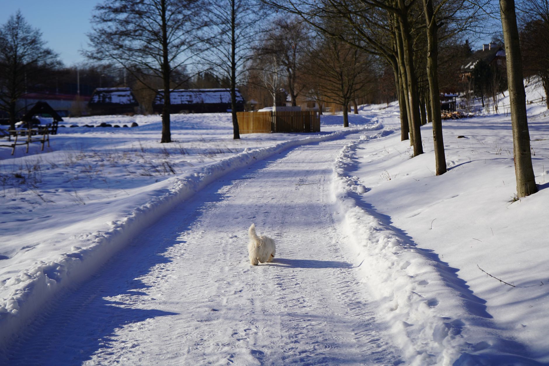 Manto di neve fresca candido su rami e alberi