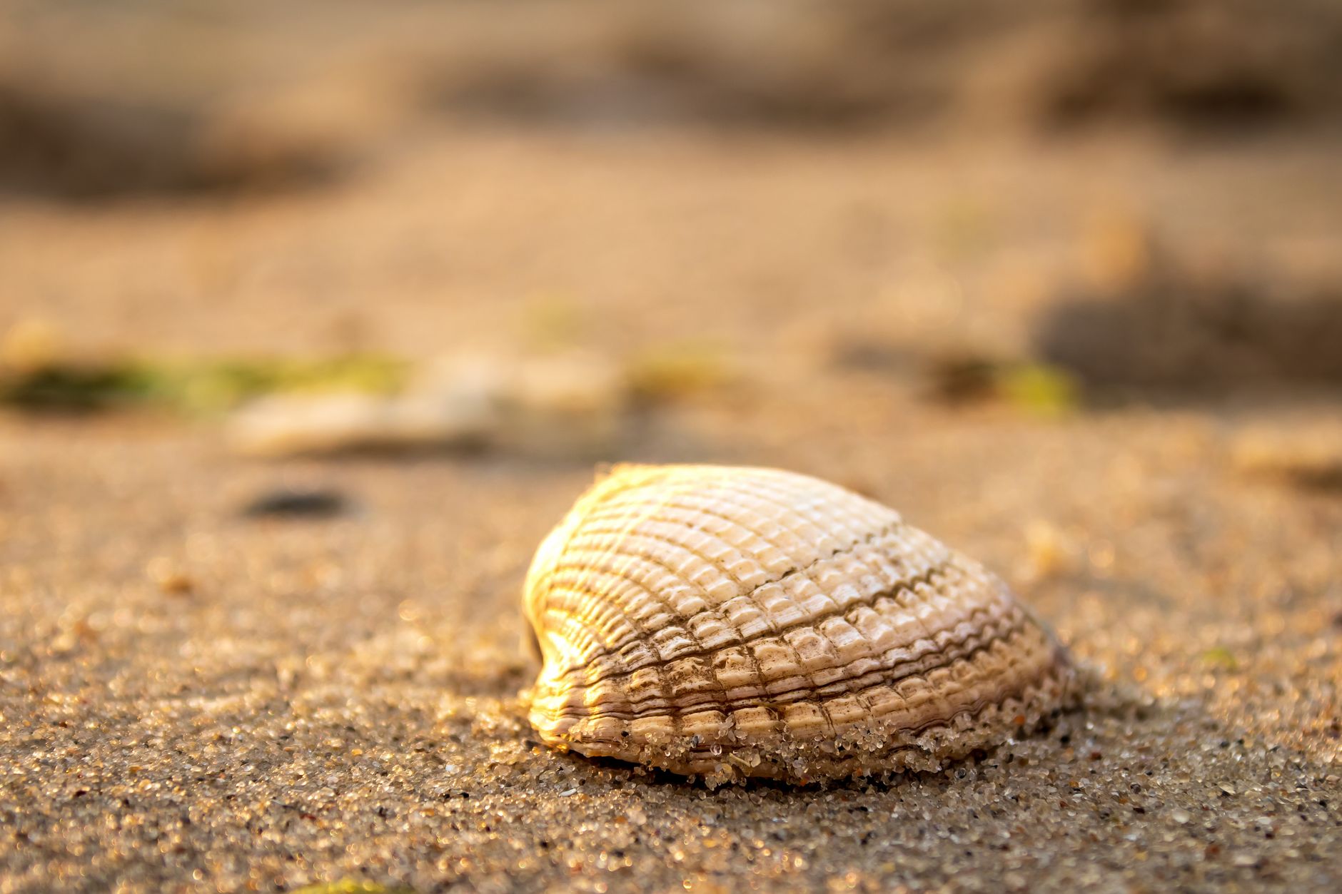 Grande conchiglia appoggiata sulla sabbia in riva al mare