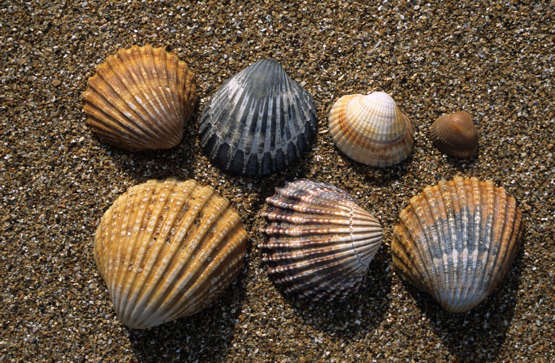 Onde del mare che si infrangono sulla spiaggia