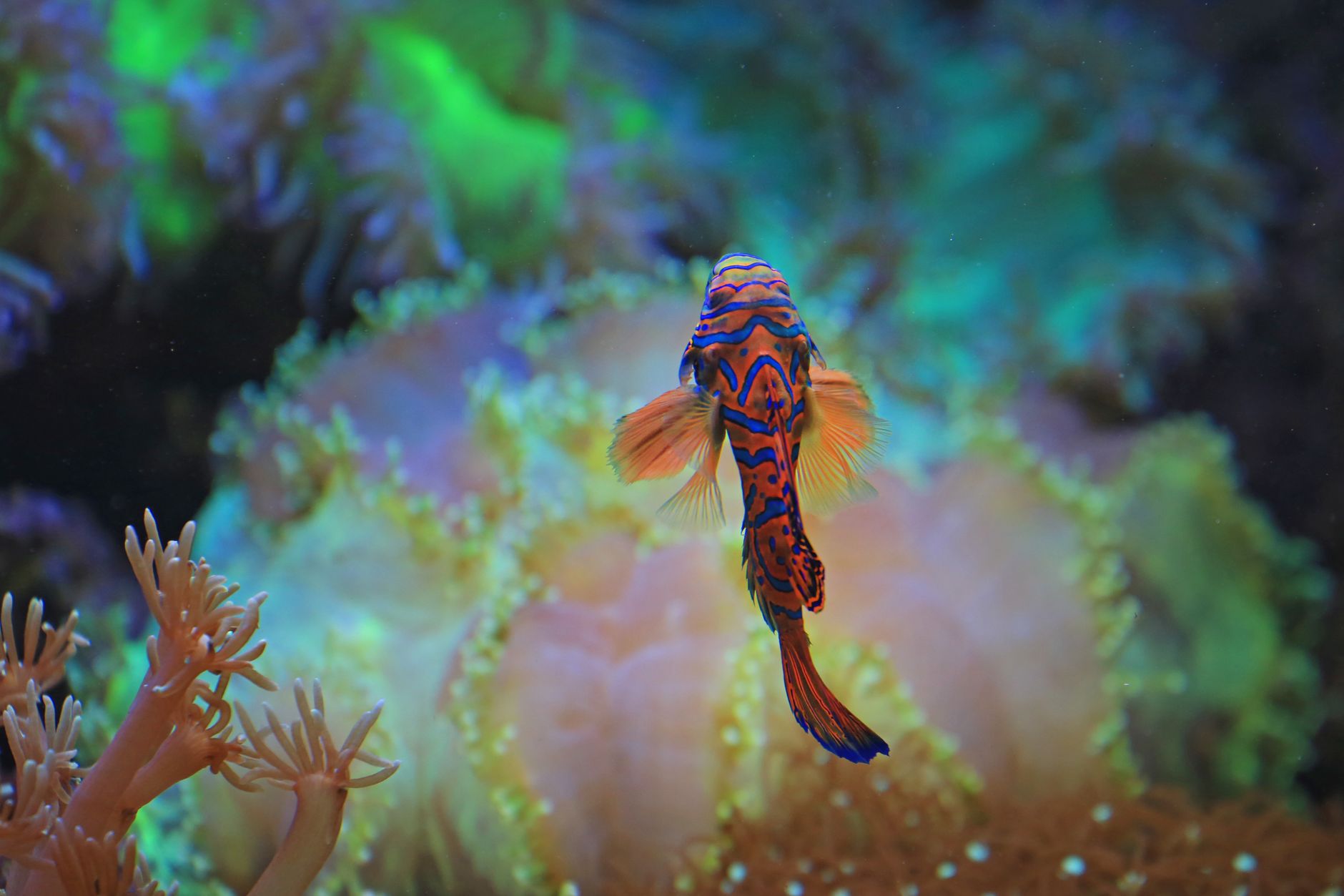 Primo piano del pesce mandarino con strisce blu e arancioni