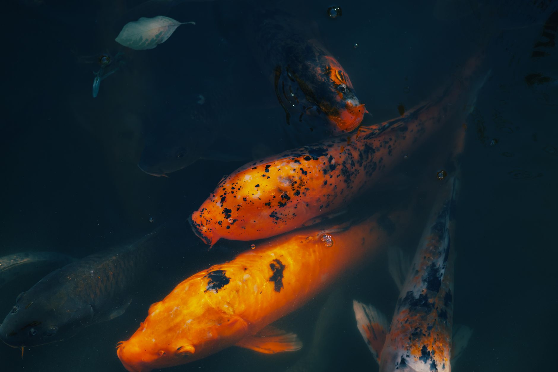 Barriera corallina tropicale habitat del pesce mandarino