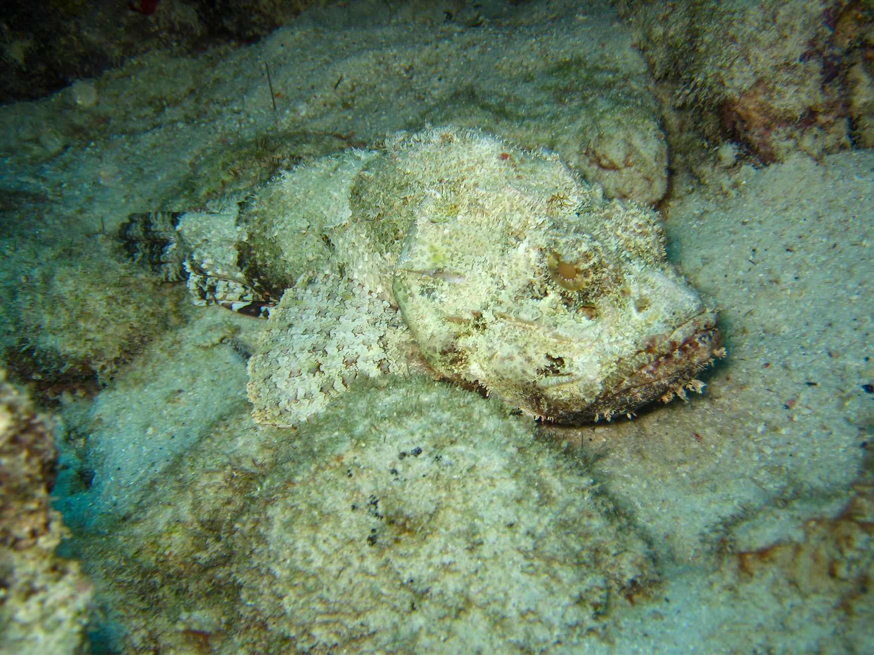 Pesce pietra mimetizzato sul fondale marino tra le rocce