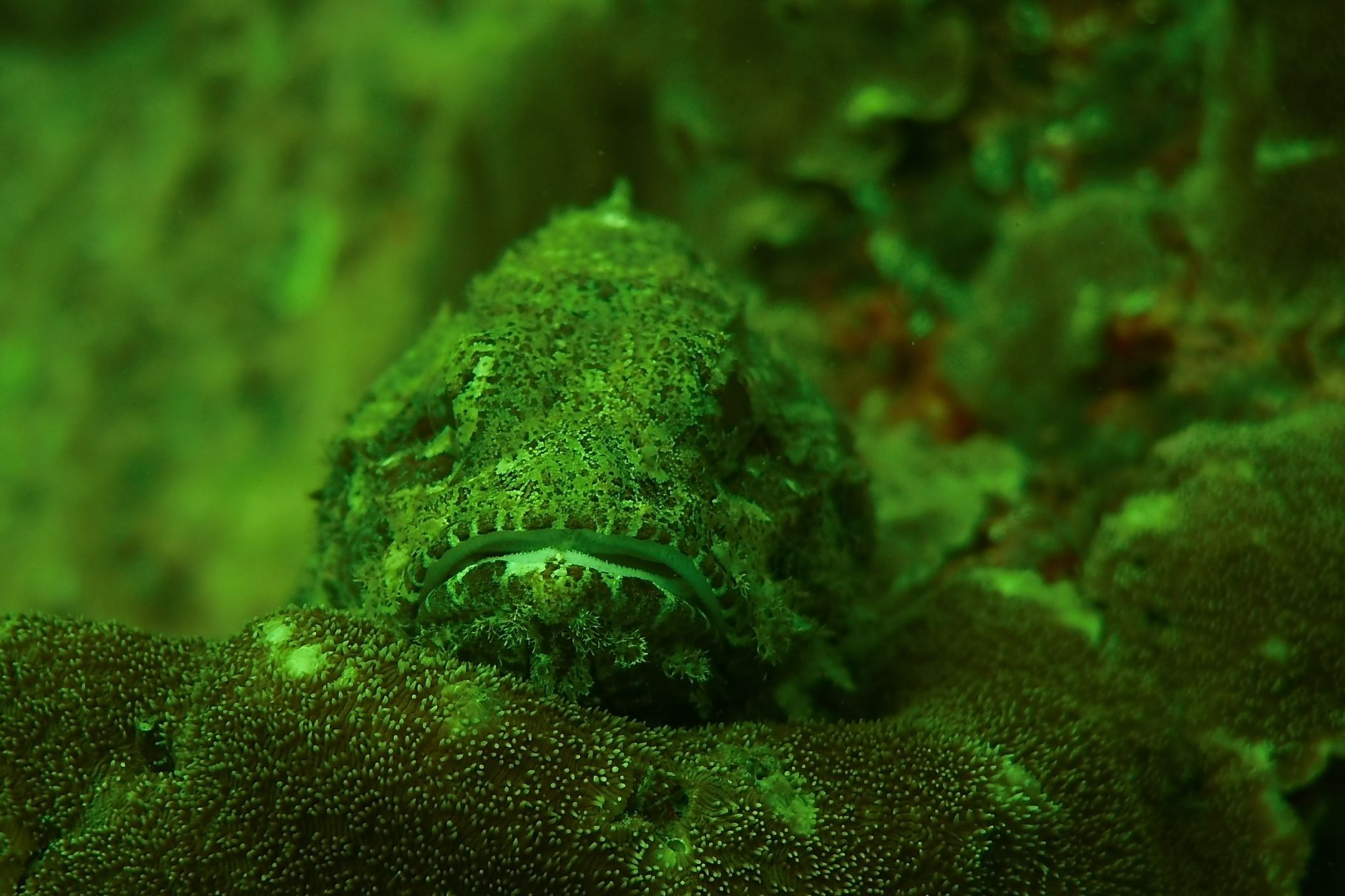Primo piano del pesce pietra coperto di escrescenze verrucose