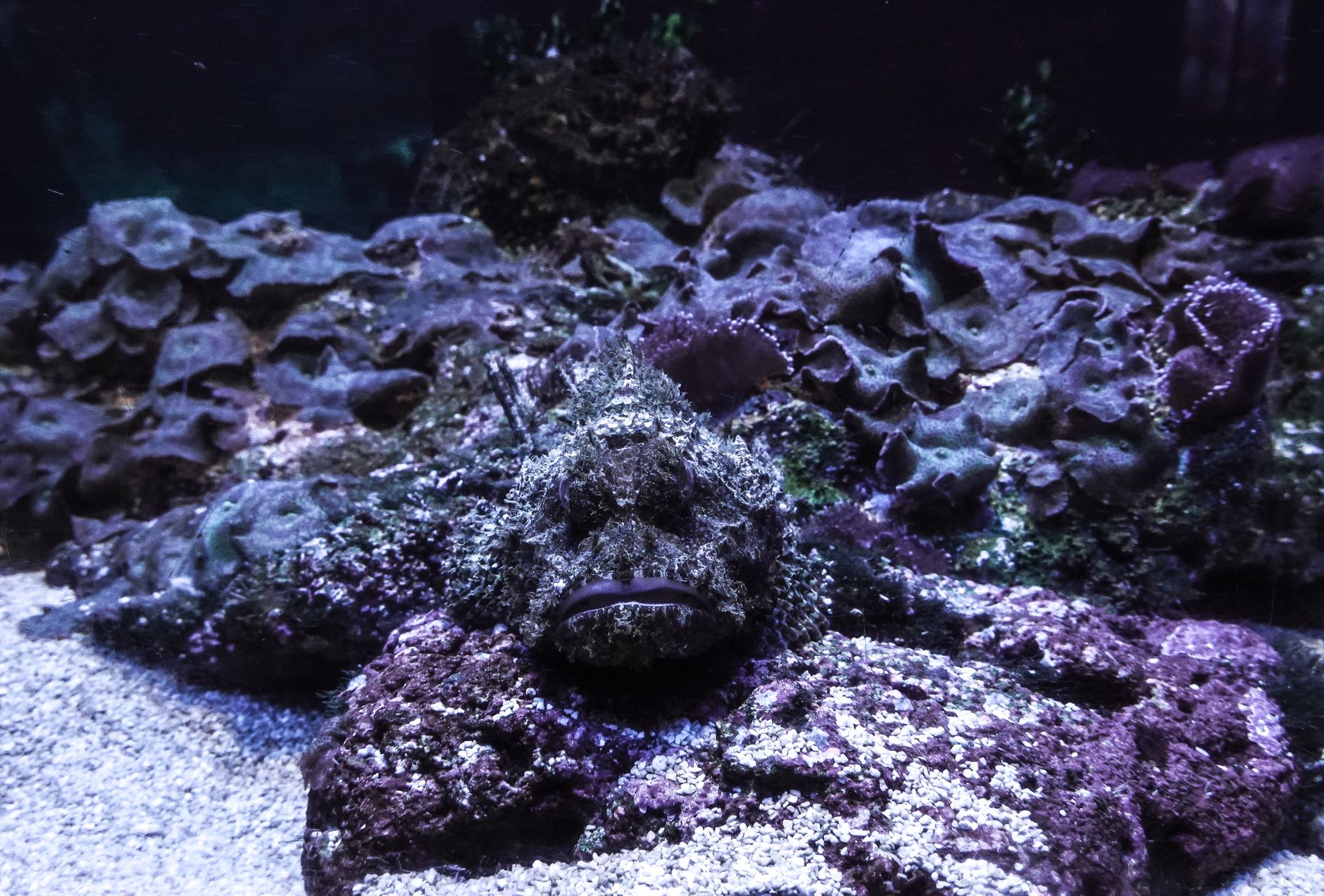 Barriera corallina tropicale habitat del pesce pietra