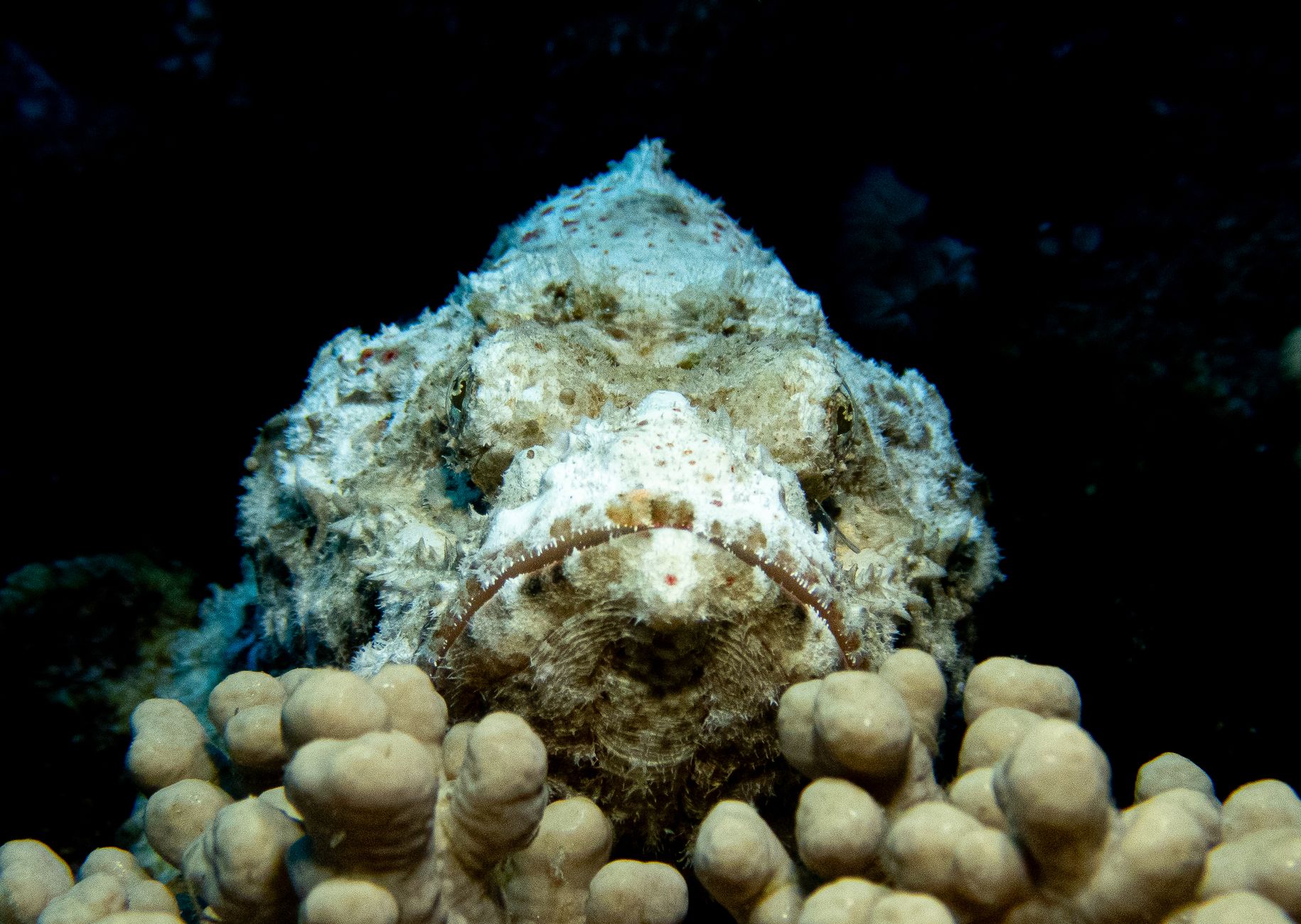 Fondale sabbioso poco profondo dove vive il pesce pietra