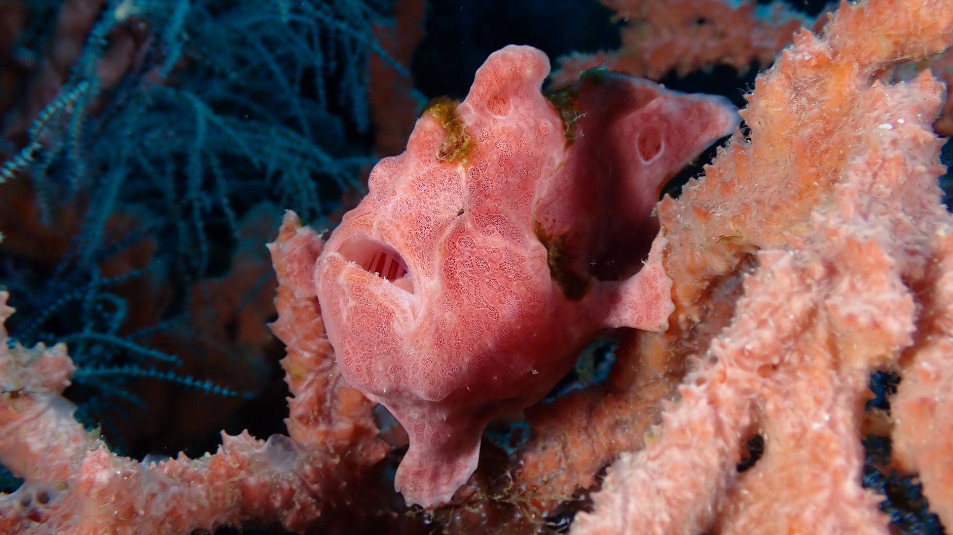 Pesce rana appoggiato sul fondale che usa le pinne come zampe