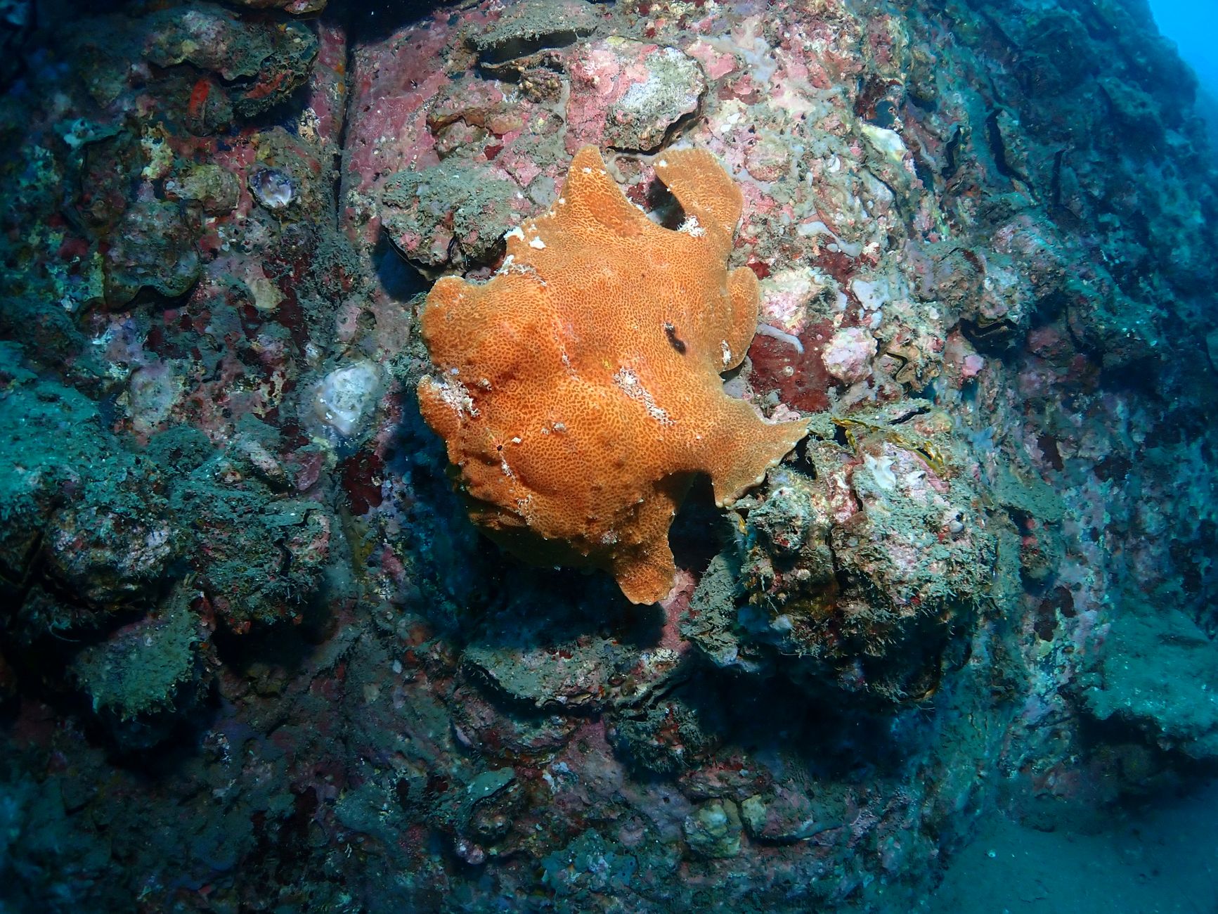 Pesce rana giallo mimetizzato tra le spugne marine