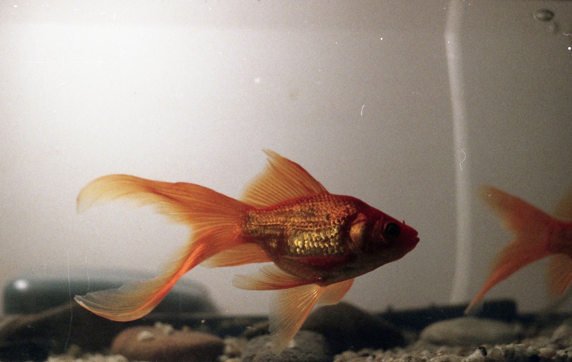 Pesce rosso che nuota in un acquario