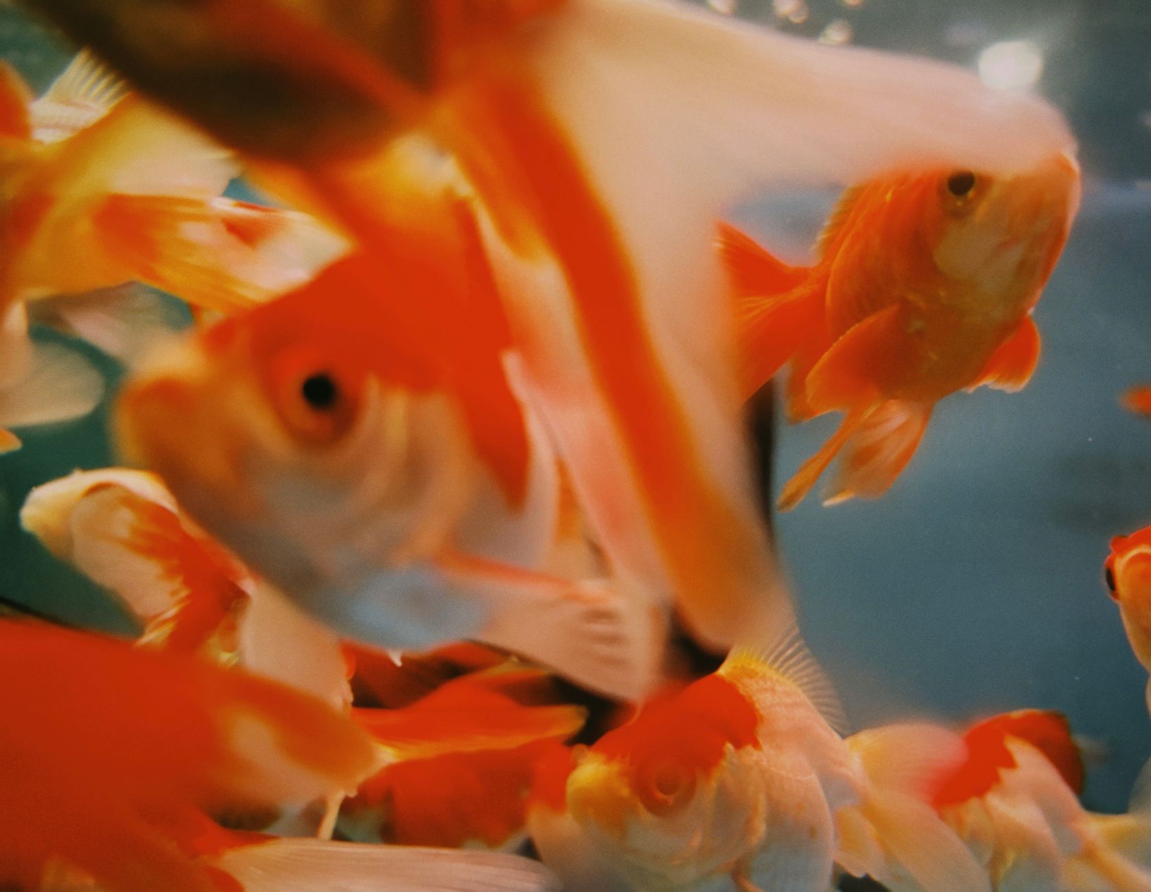 Primo piano di un pesce rosso nell'acqua