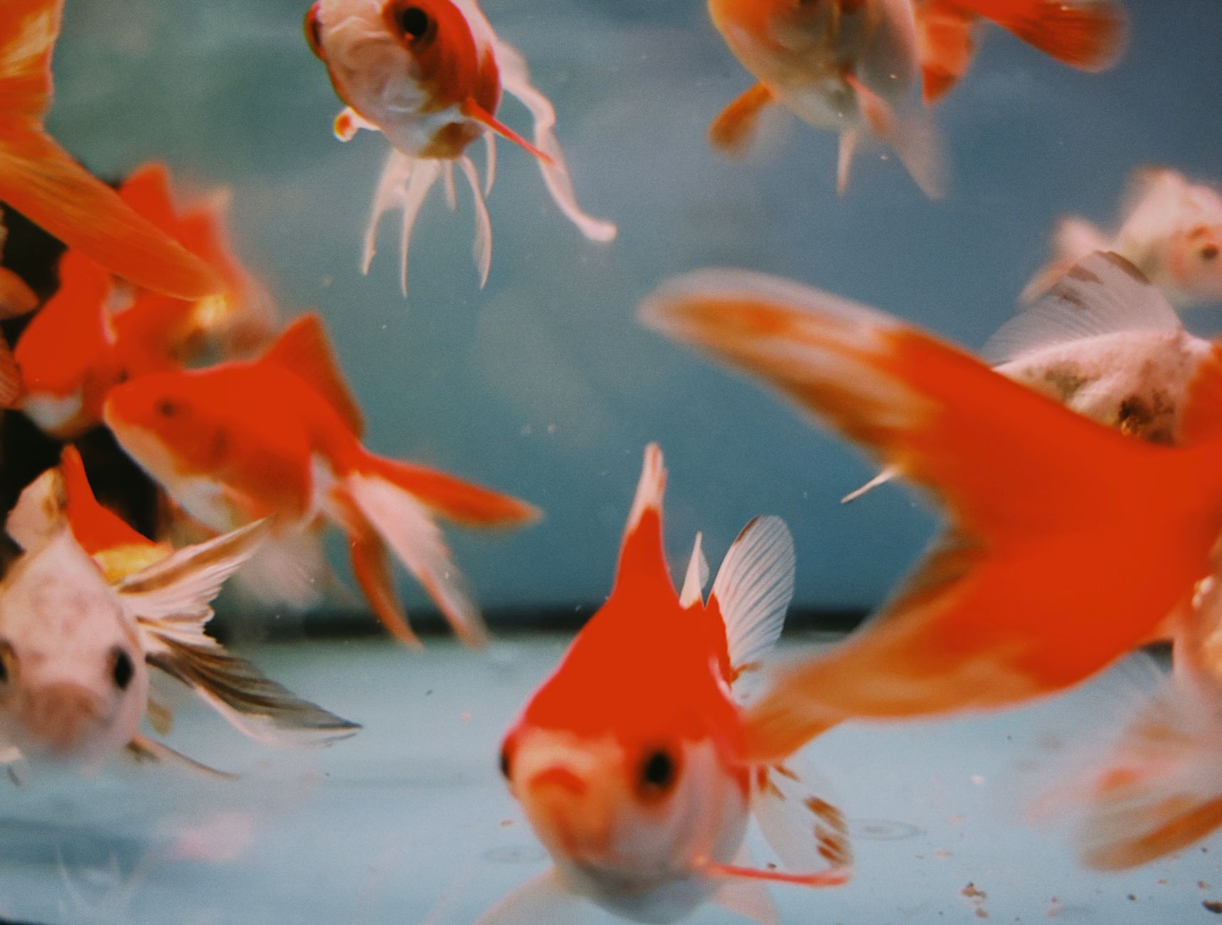 Pesce rosso in una vasca spaziosa e luminosa