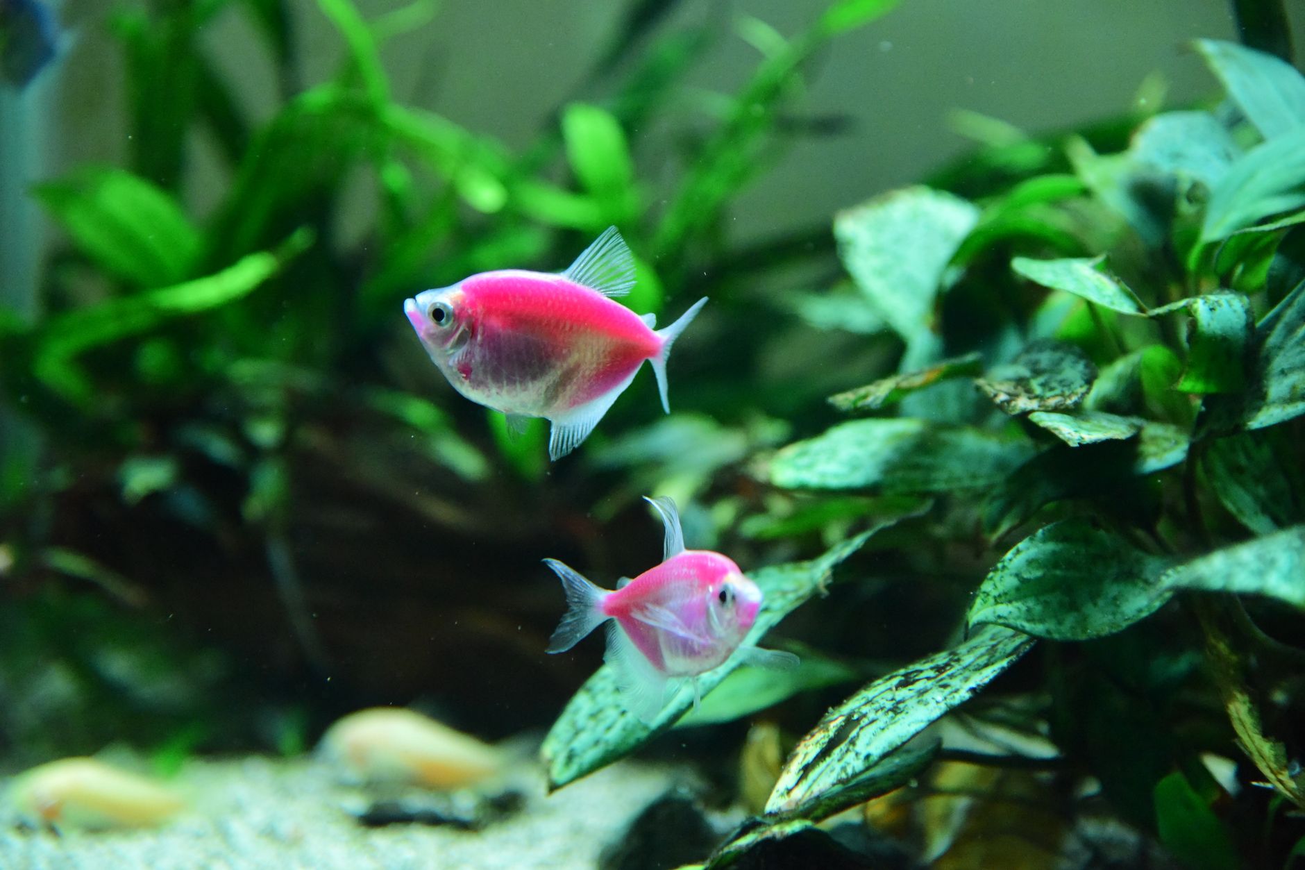 Piccoli pesci tropicali a strisce che nuotano in acquario, simili al pesce zebra