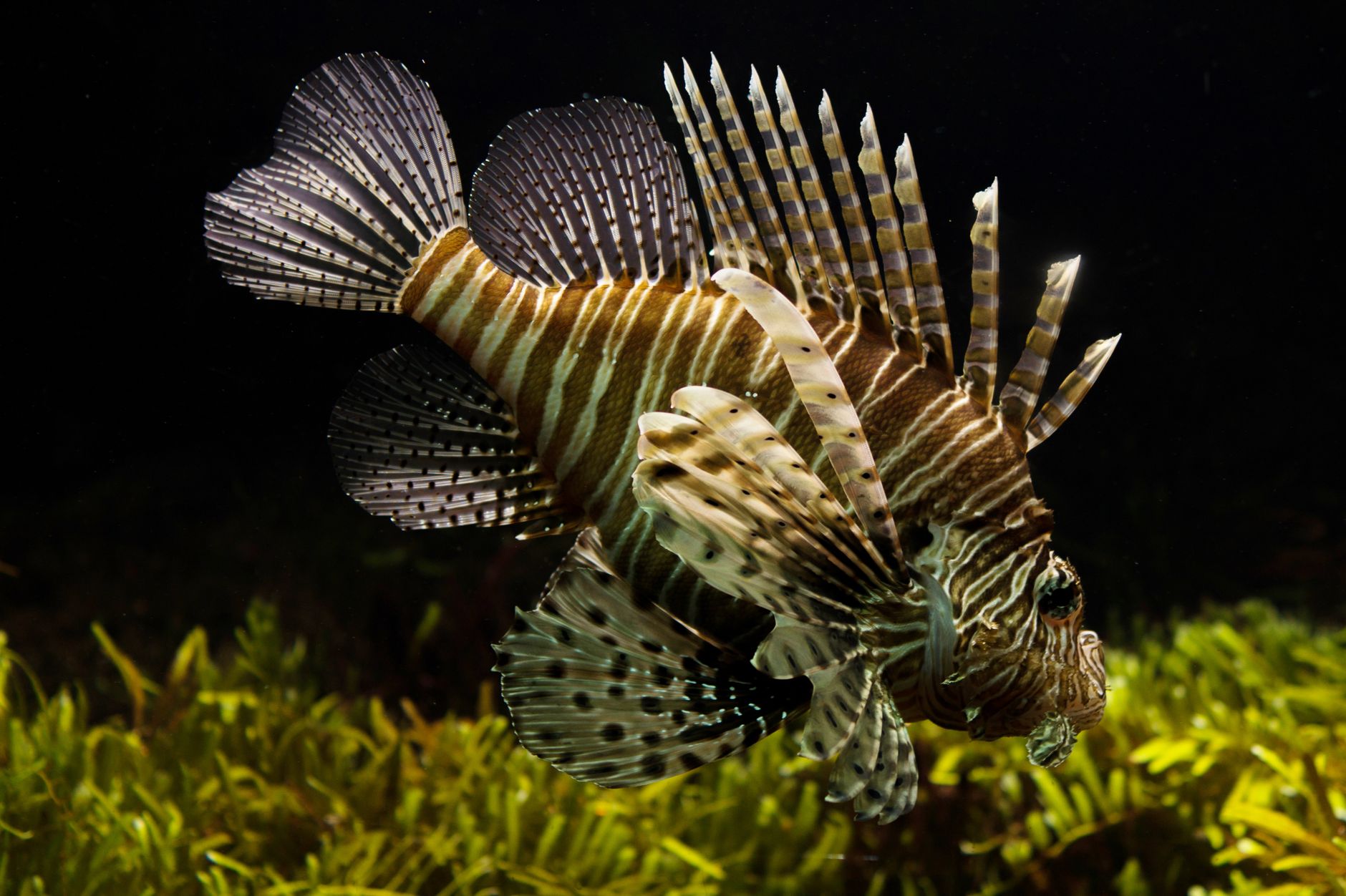Pesci d'acqua dolce in un acquario illuminato