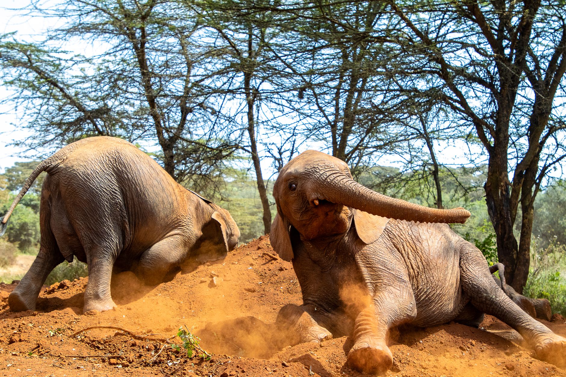 Animale selvatico in un ambiente naturale protetto