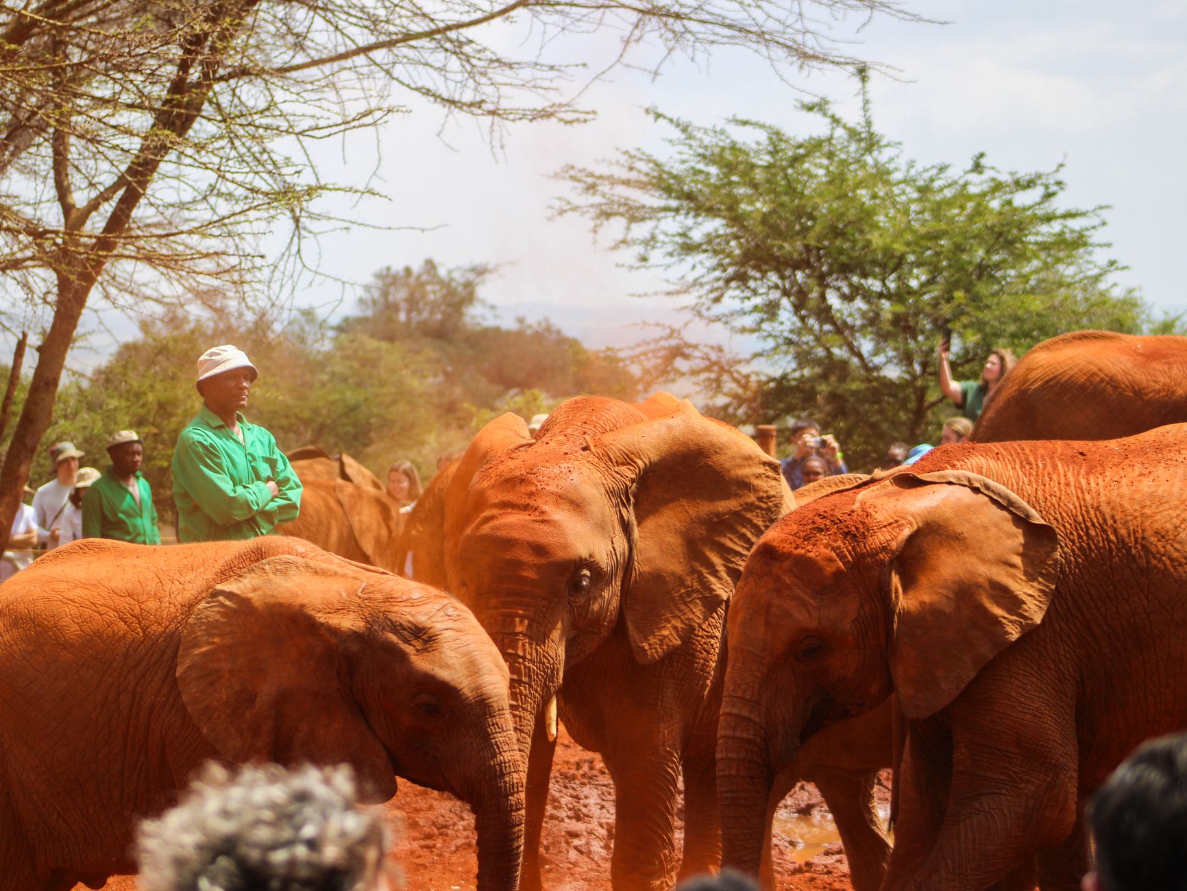 Rana e anfibio simbolo delle specie a rischio di estinzione