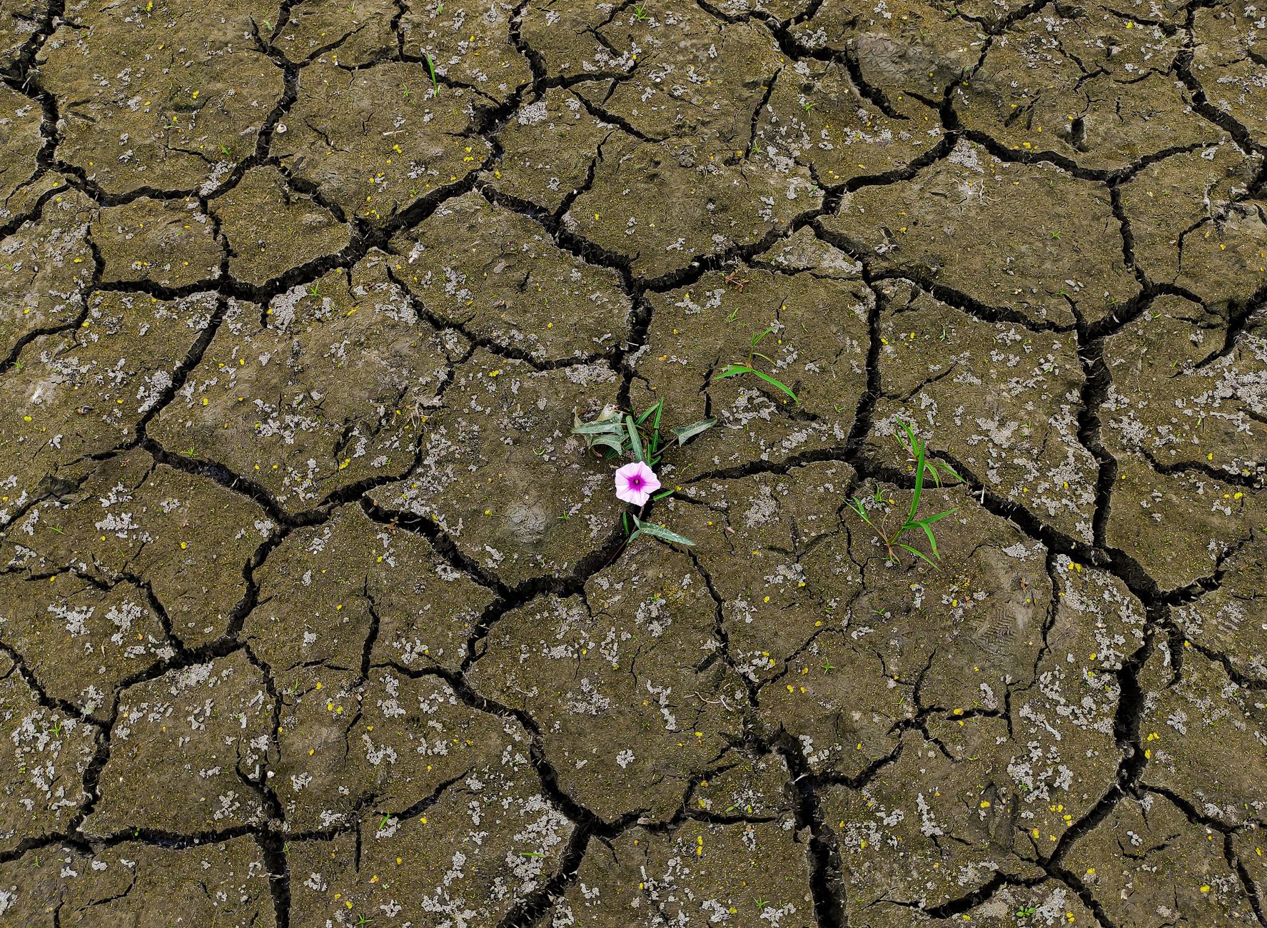 Piccola pianta verde che cresce su terreno arido e screpolato