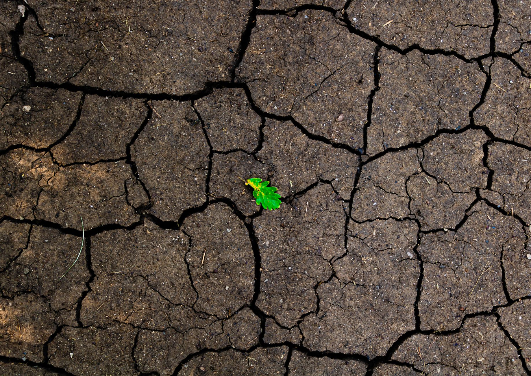 Campo agricolo colpito dalla scarsità d'acqua