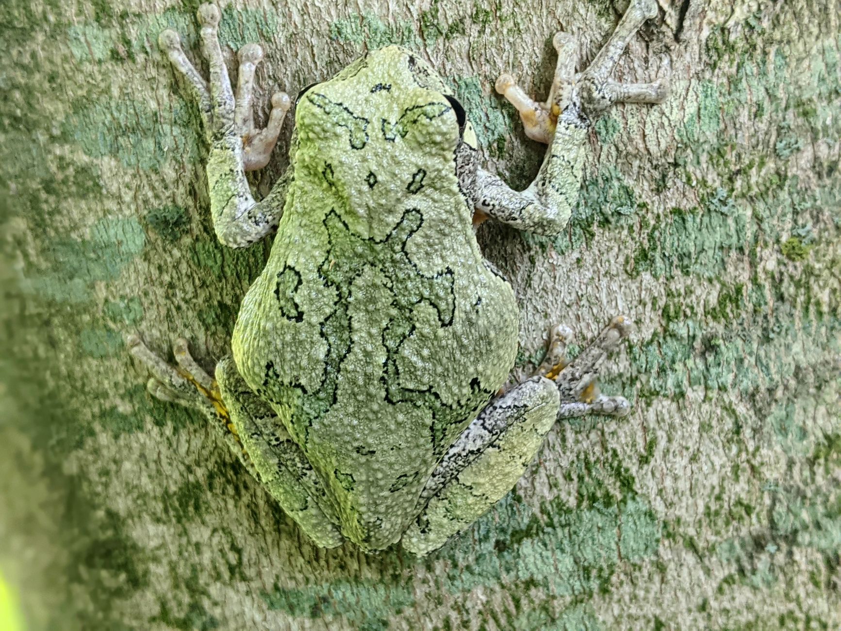 Piccola rana verde mimetizzata su una foglia nella foresta umida