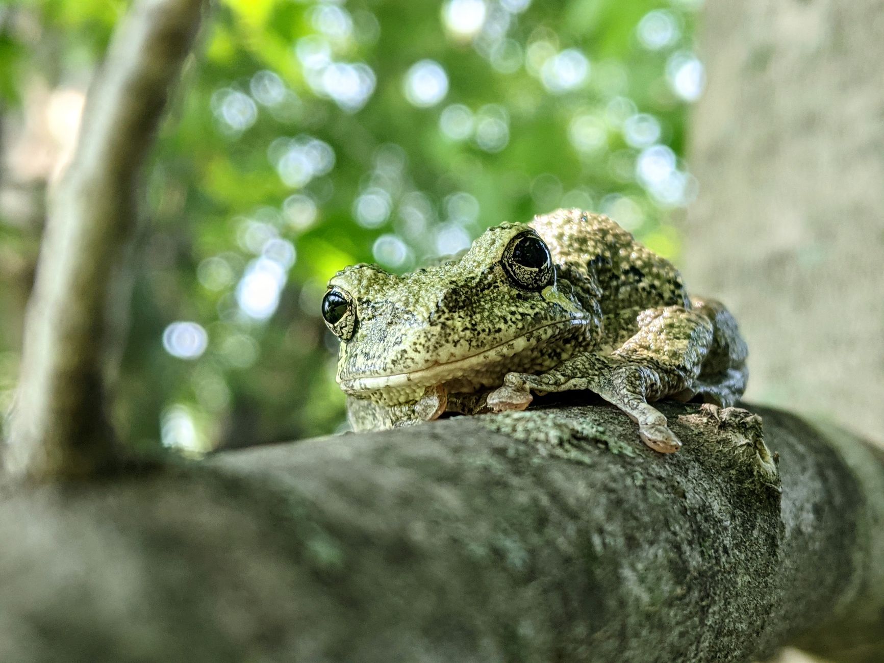 Rana verde brillante su muschio in una foresta temperata