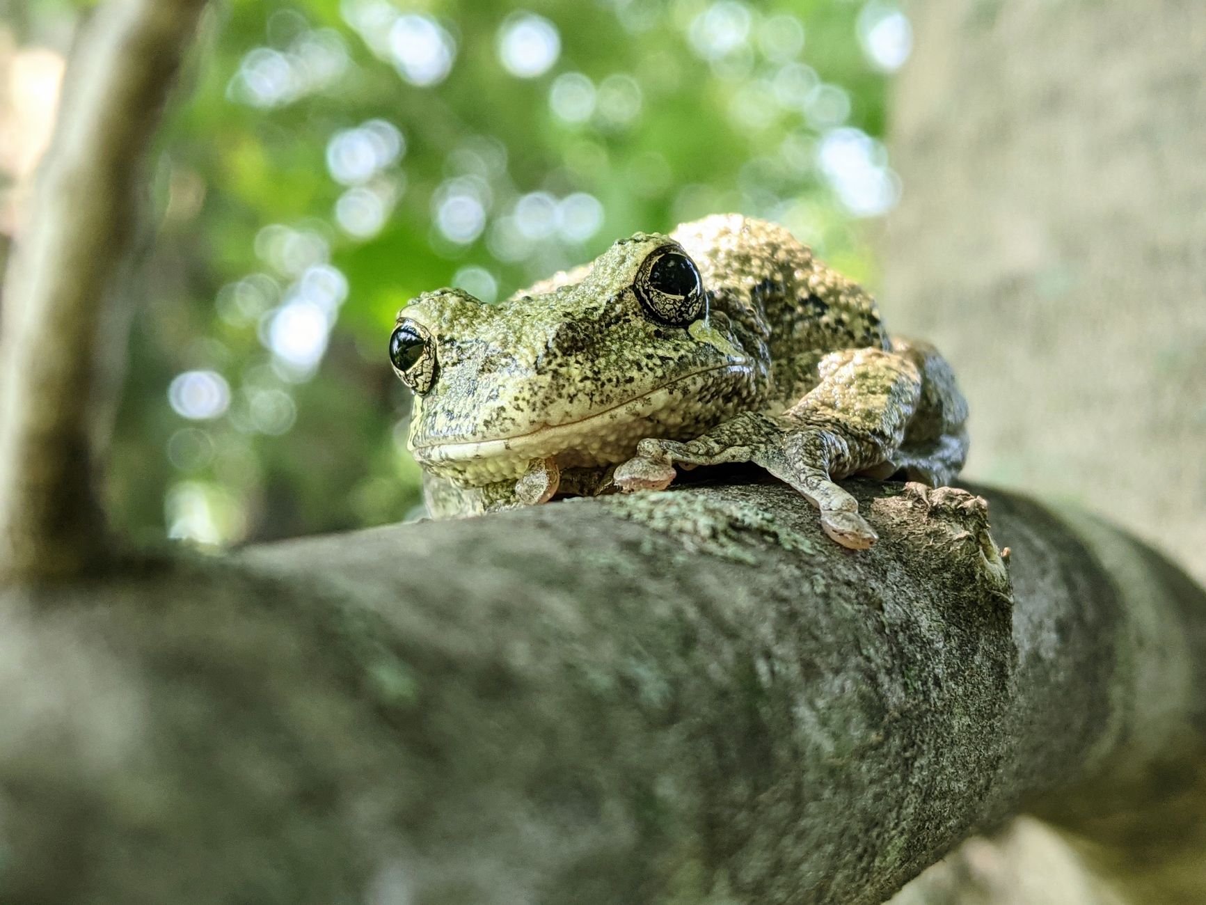 Foresta umida di faggi australi, habitat della rana di Darwin