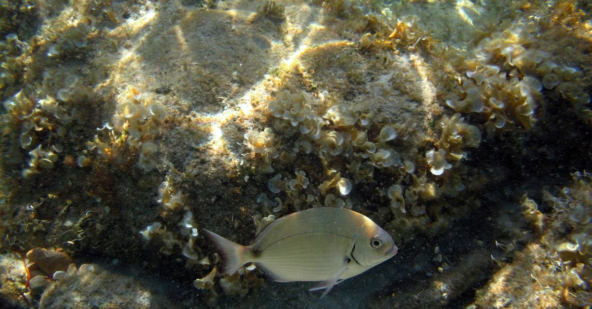 Antiche anfore sul fondale marino
