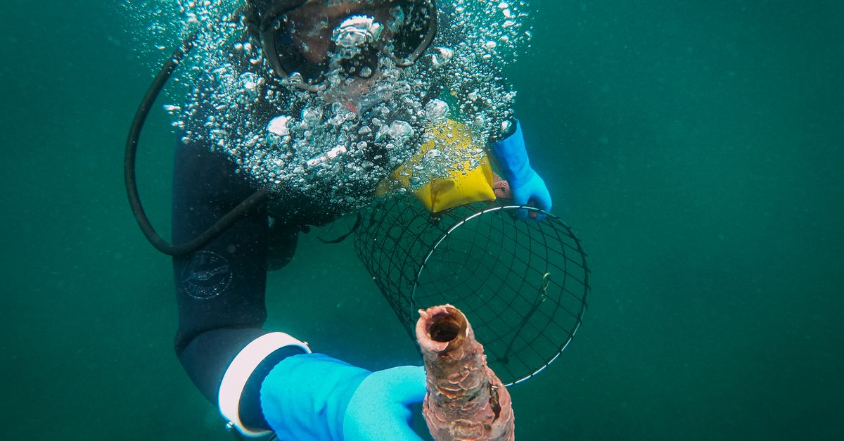 Archeologo subacqueo esplora il fondale