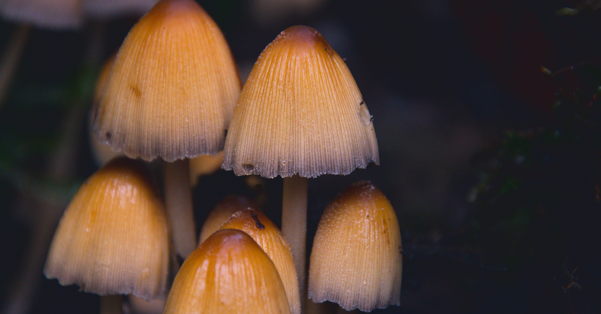 Funghi che crescono nel sottobosco