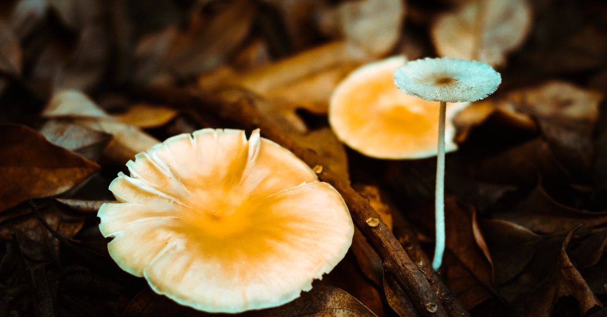 Filamenti di micelio nel terreno del bosco
