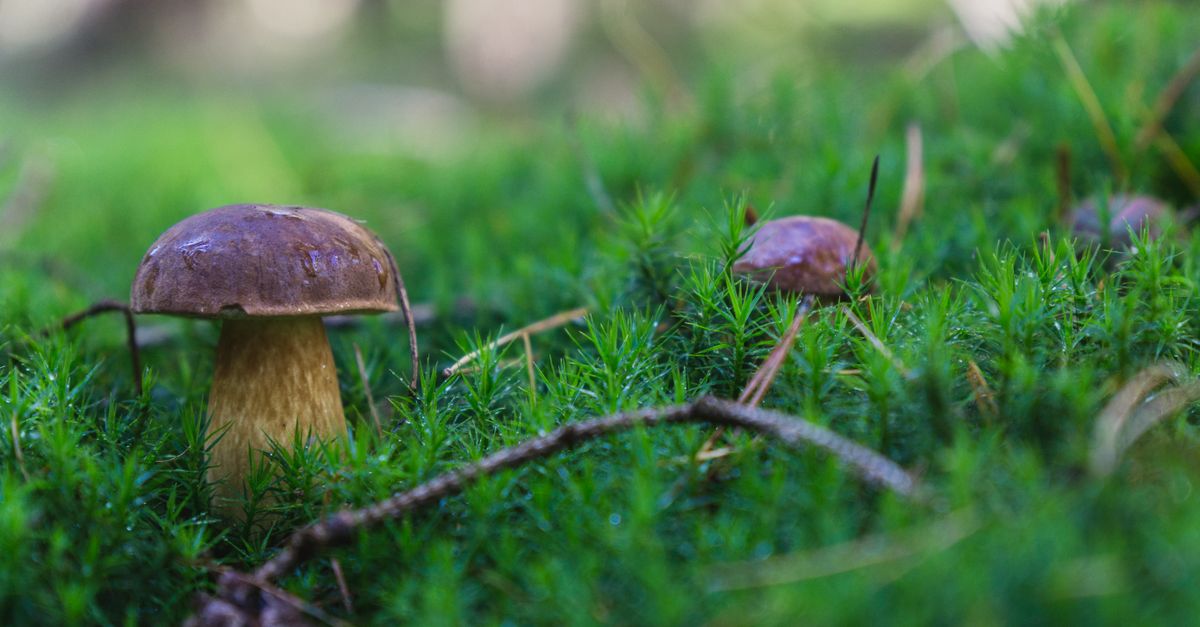 Funghi tra le radici degli alberi