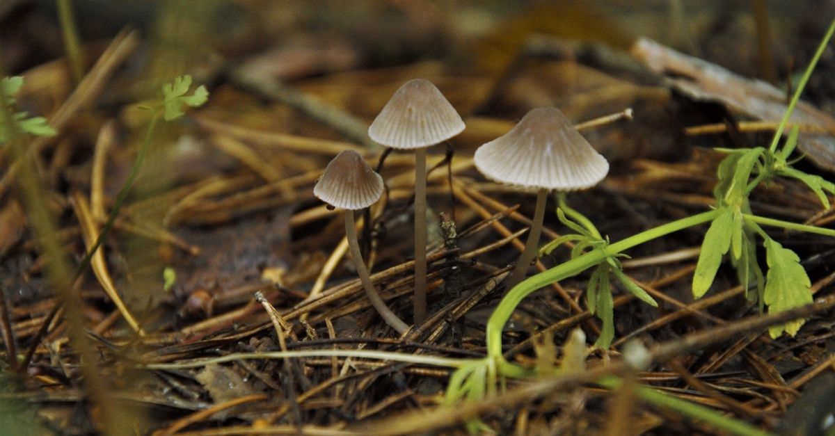 Bosco con terreno ricco di funghi e foglie