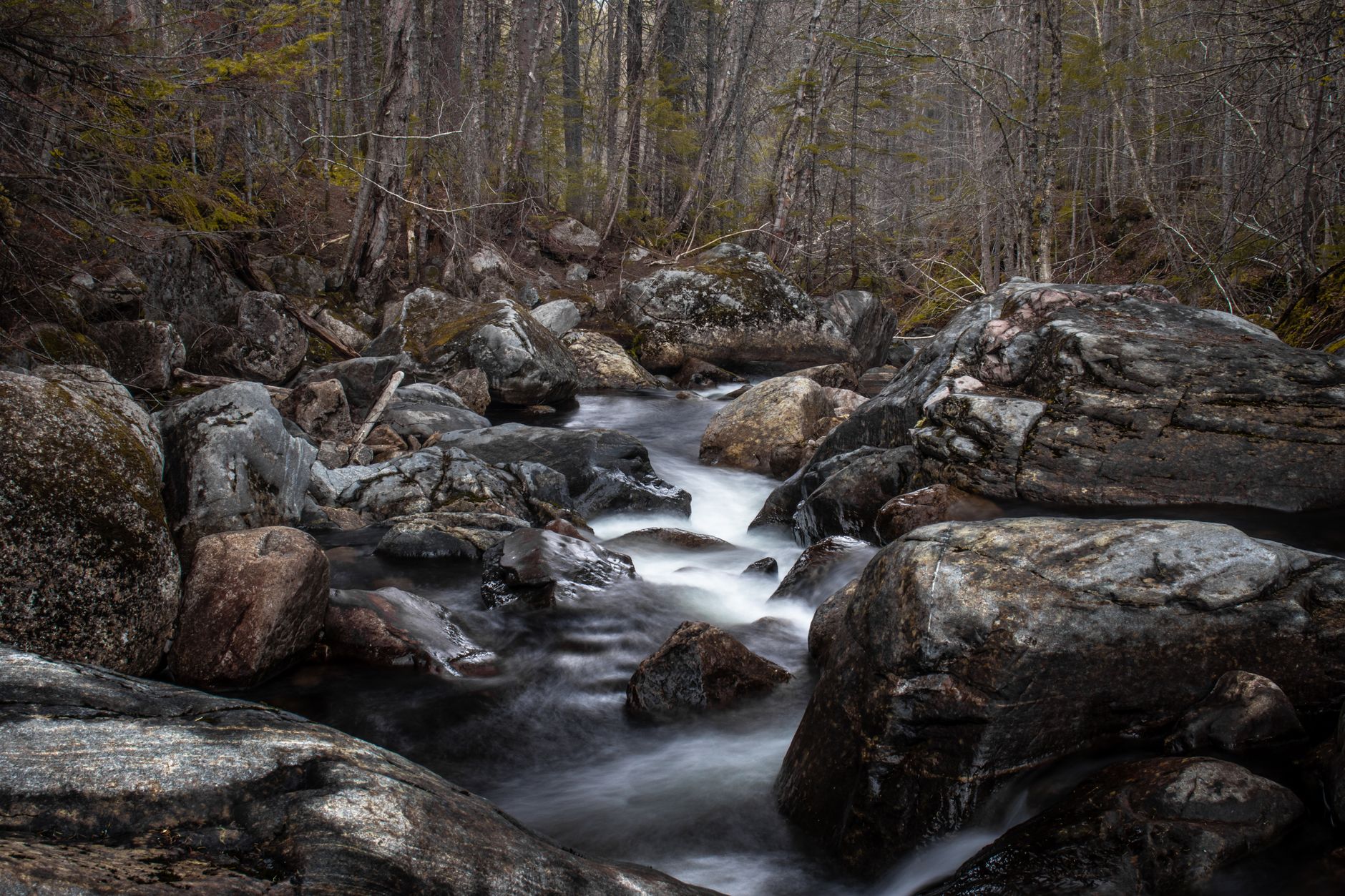Lontra su una roccia lungo la riva di un fiume