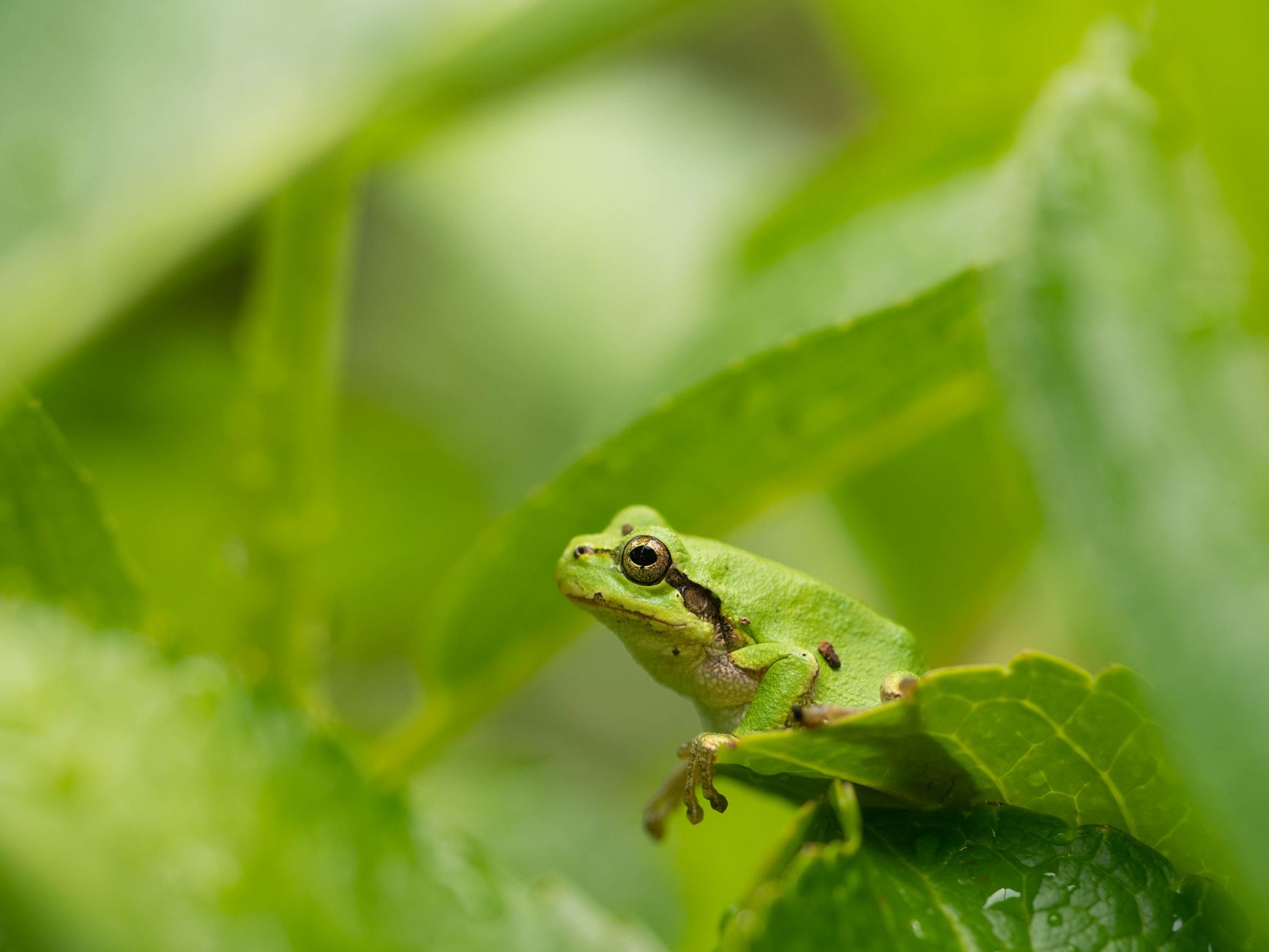 Ambiente acquatico tropicale con vegetazione