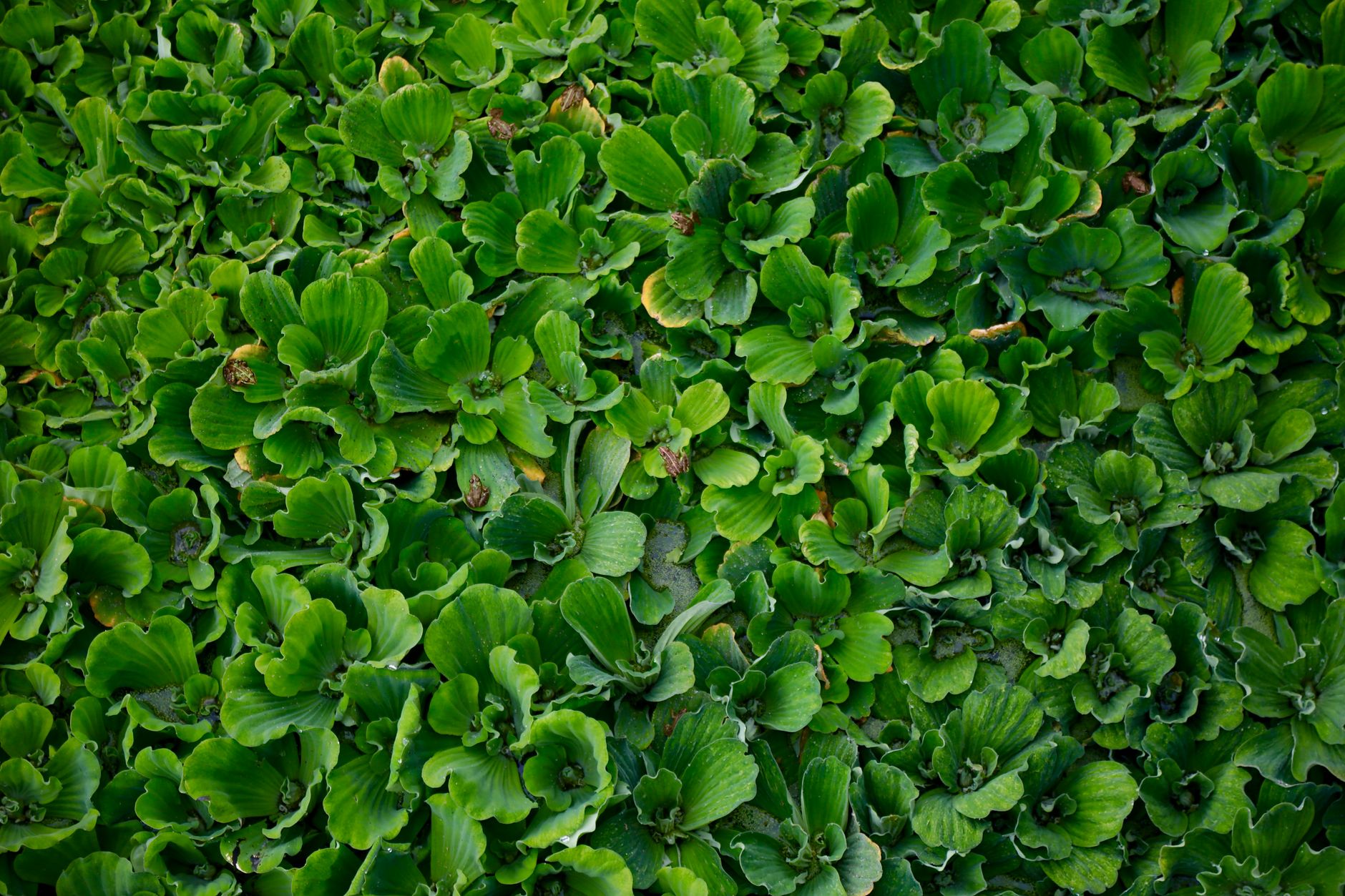 Paesaggio naturale tropicale rigoglioso