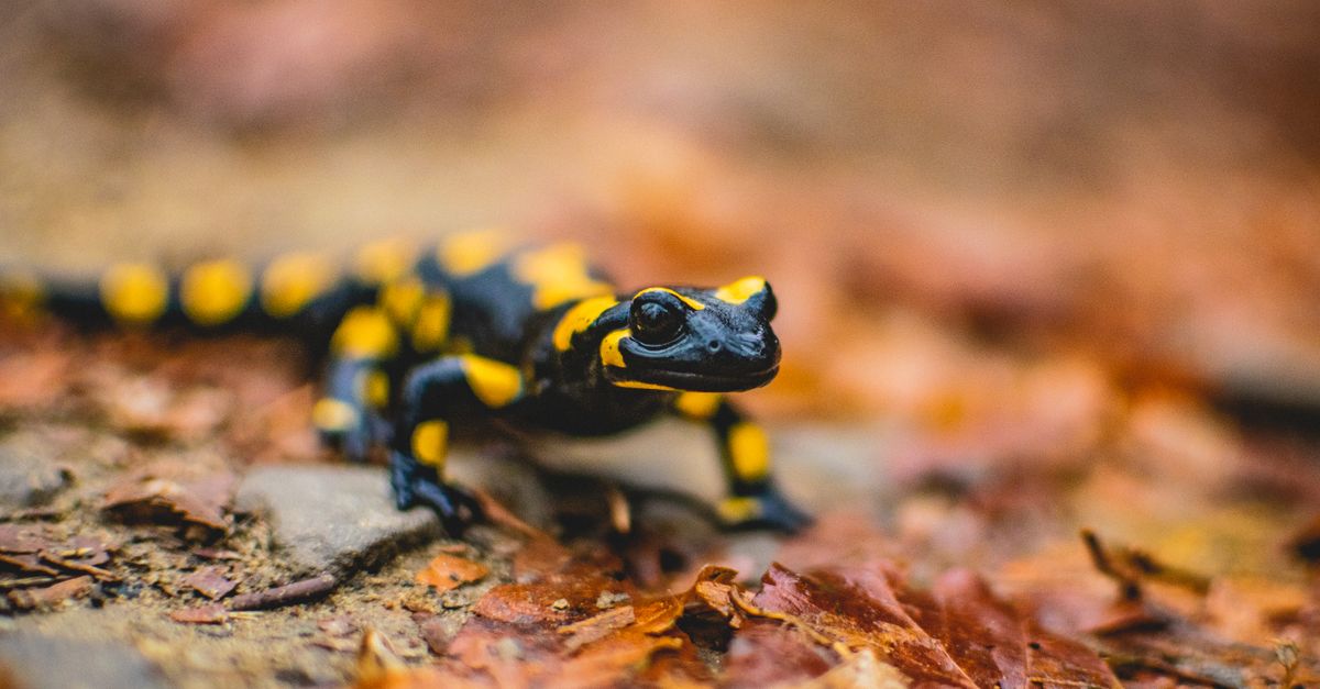 Salamandra gigante del Giappone in un torrente di montagna