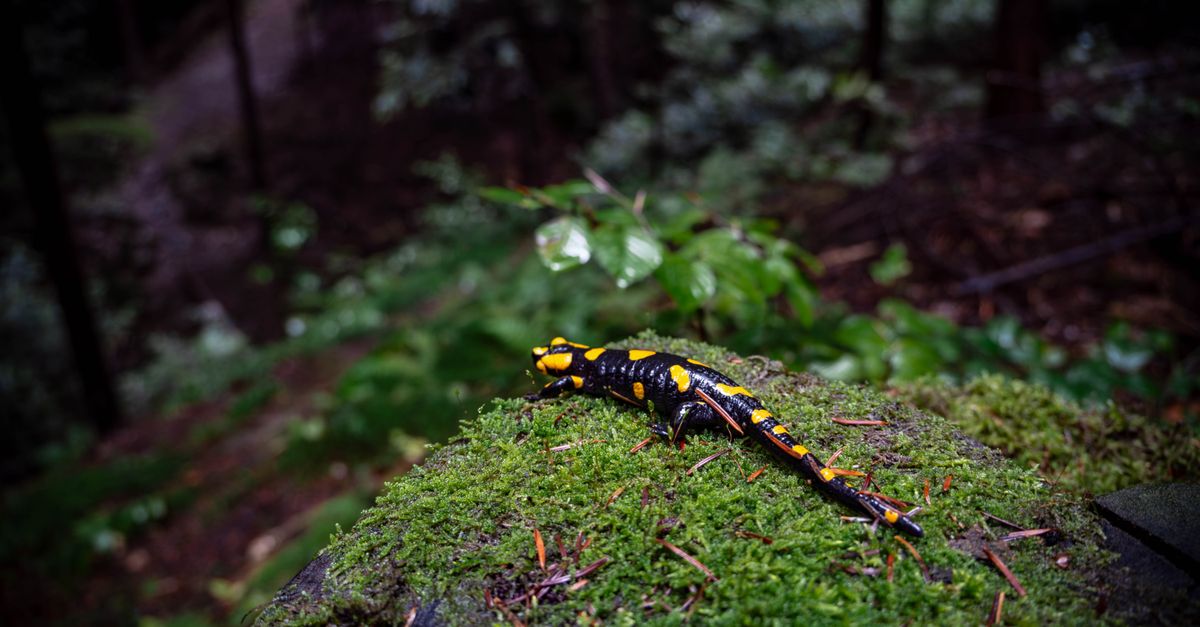 Torrente freddo e limpido di montagna, habitat della salamandra