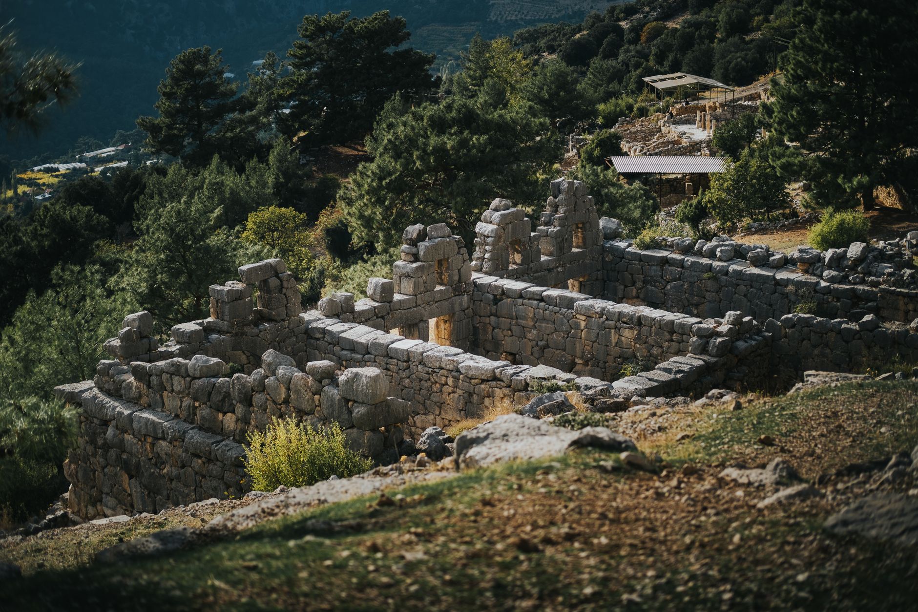 Colonne di un sito archeologico circondate da piante spontanee