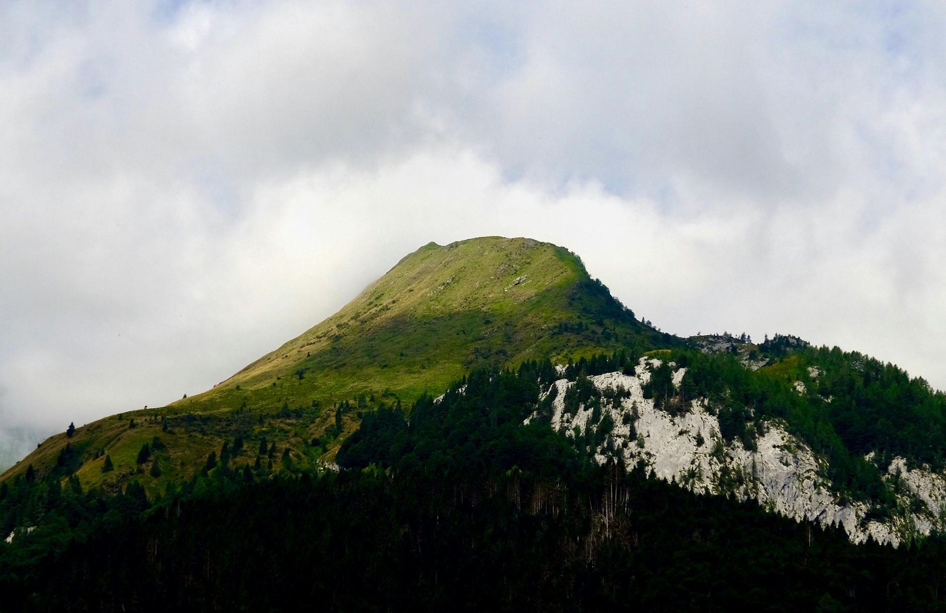 Bosco di conifere sulle Alpi piemontesi