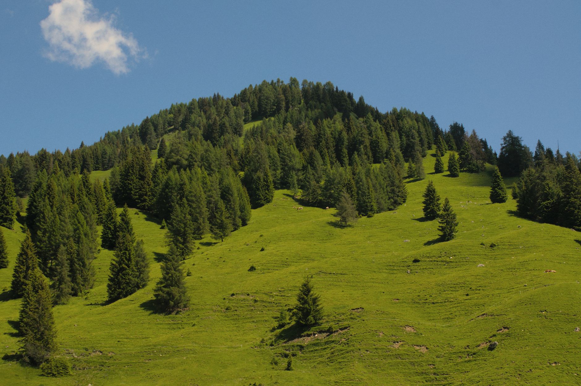 Foresta alpina di montagna