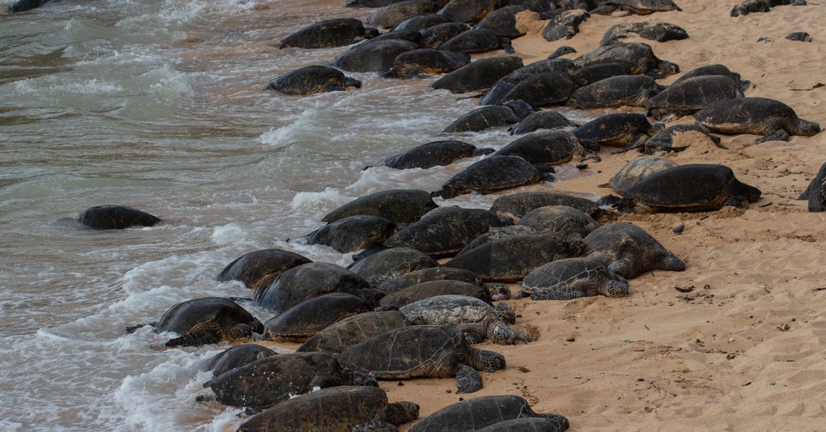 Tartaruga marina Caretta caretta su una spiaggia sabbiosa