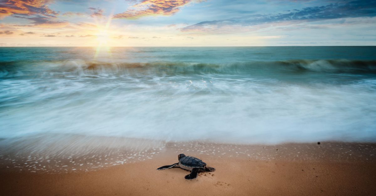 Tartaruga marina Caretta caretta su una spiaggia sabbiosa (2)