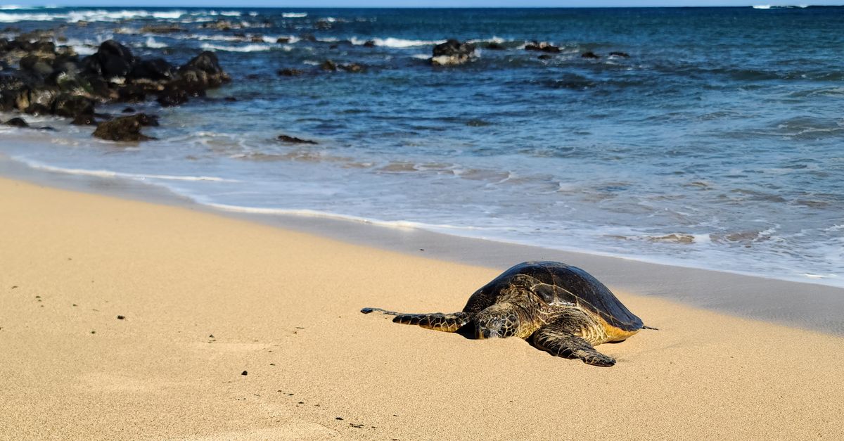 Tartaruga marina Caretta caretta su una spiaggia sabbiosa (4)