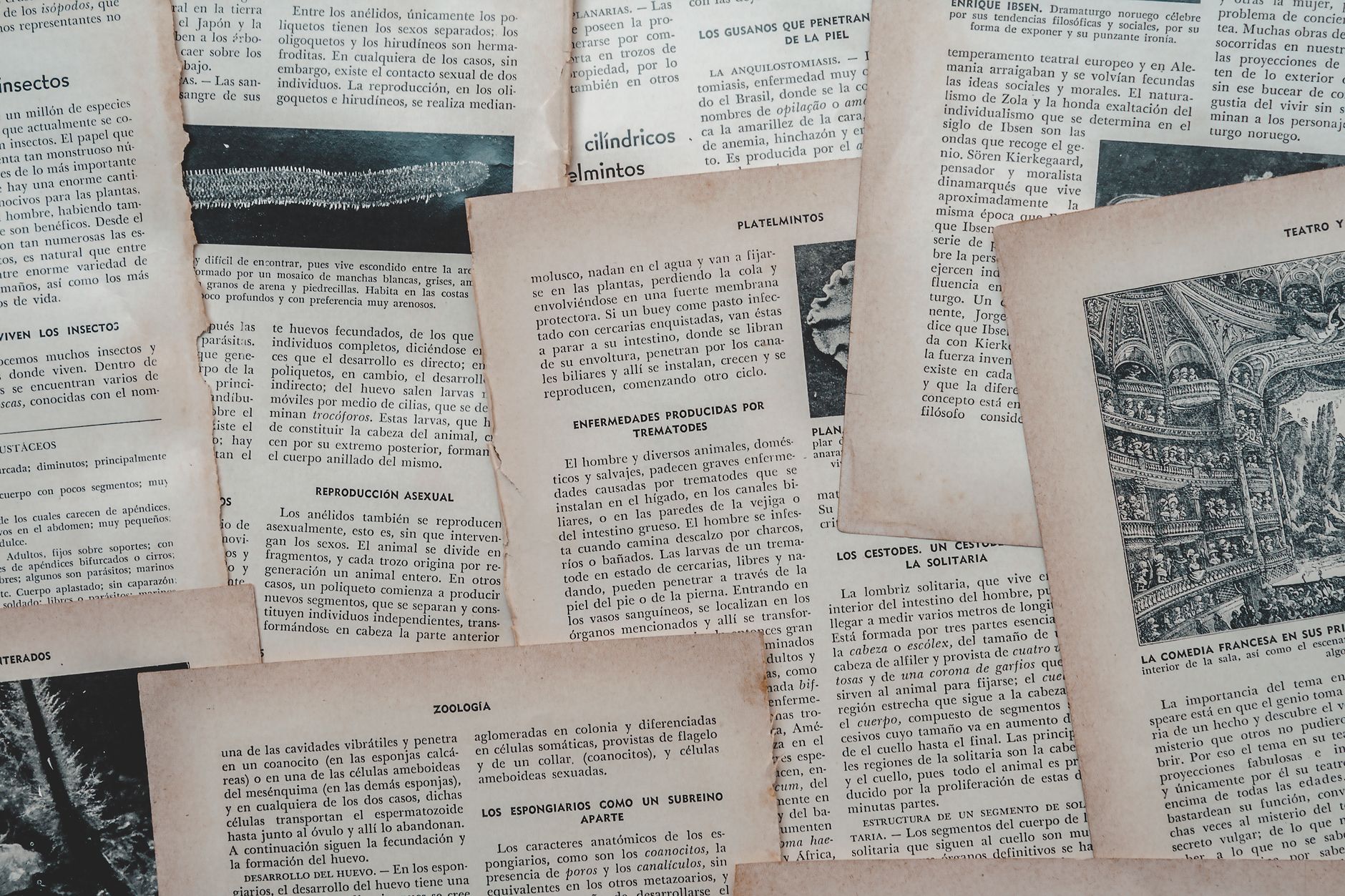 Pagine di un dizionario con lente d'ingrandimento