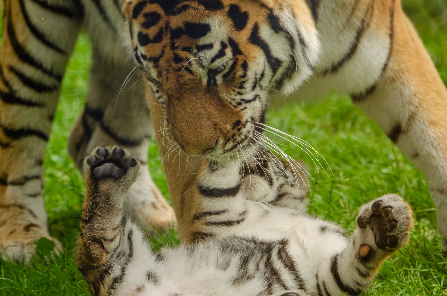 Tigre siberiana nel suo habitat naturale