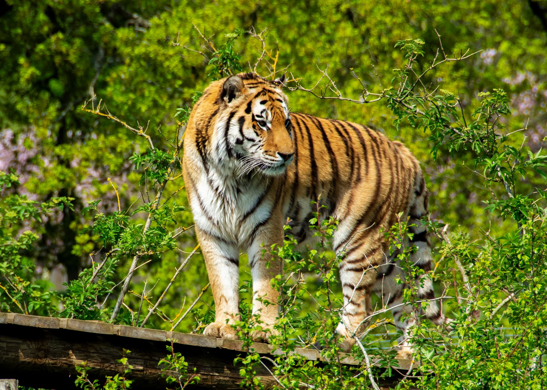 Tigre dell'Amur tra la vegetazione
